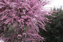 Gothic Villa Borghese 001